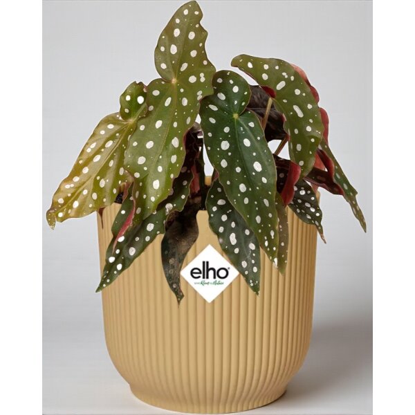Begonia Maculata | Begonia a pois + Elho Vibes Fold Giallo Ø14 cm