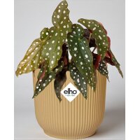 Begonia Maculata | Begonia a pois + Elho Vibes Fold Giallo Ø14 cm