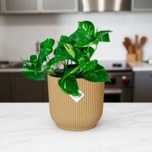 Epipremnum Aureum | Goudrank 10–20 cm + Elho Vibes...