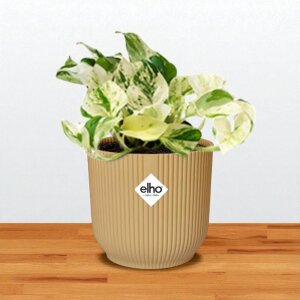 Epipremnum Pinnatum | Happy Leaf + Elho Vibes Fold Geel...