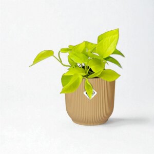 Epipremnum Aureum | Goudrank 10–20 cm + Elho Vibes...