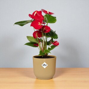 Anthurium (Flamingoplant) 30–40 cm + Elho Vibes...