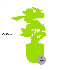 Anthurium (Flamingoplant) 30–40 cm + Elho Vibes...